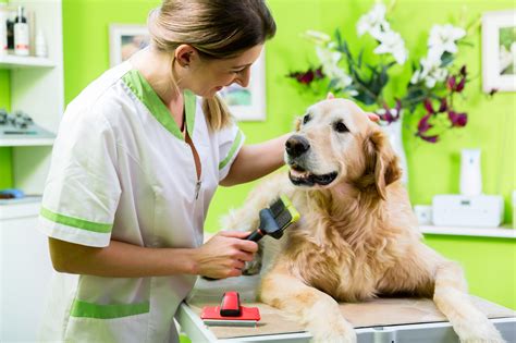 Essential Reasons for Regular Canine Bathing