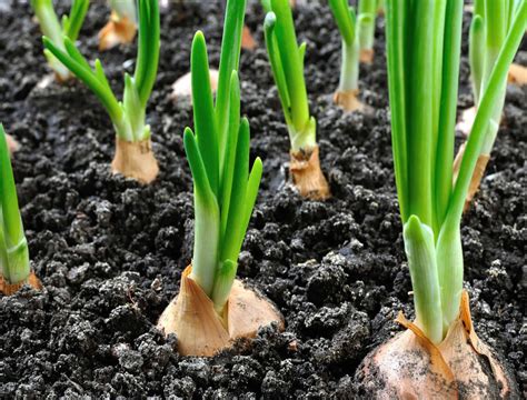 Essential Tips for Cultivating Premium-Quality Onions