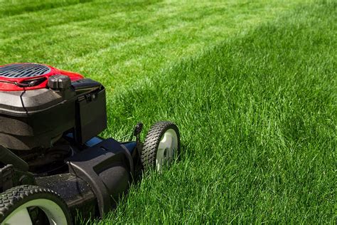 Essential Tips for Lawn Maintenance and Care