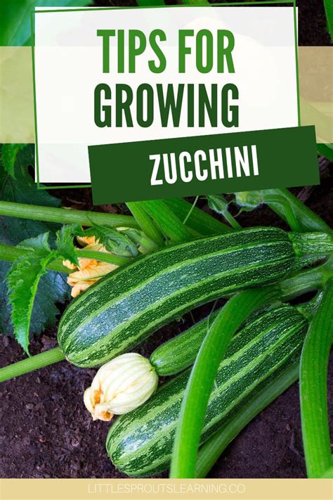 Essential Tips for Planting and Caring for Zucchini Plants