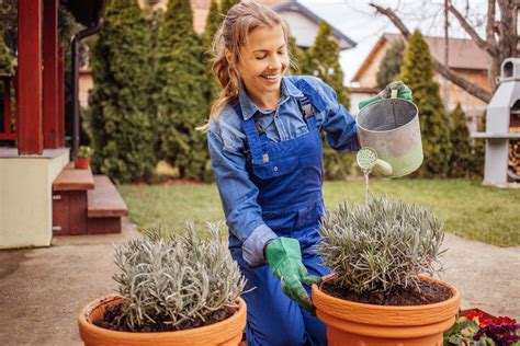 Essential Tips for Watering and Fertilizing Your Lavender