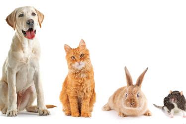 Essential Tips for an Impeccable Companion Animal Experience