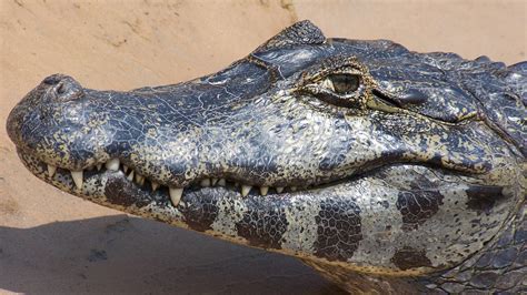 Establishing a Secure and Suitable Environment for Your Crocodilian Companion