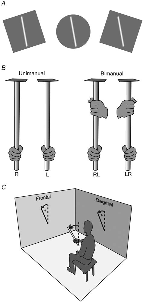 Estimation of Years, Verticality, and Physique