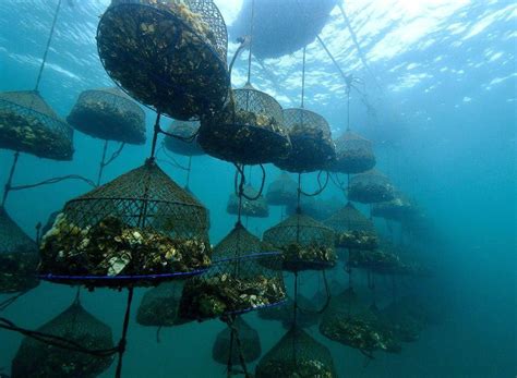 Ethical and Sustainable Pearl Farming: Preserving Oceans and Empowering Communities