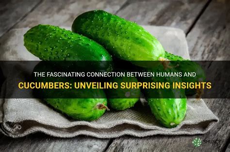 Evaluating the Connection between Cucumber and Healing