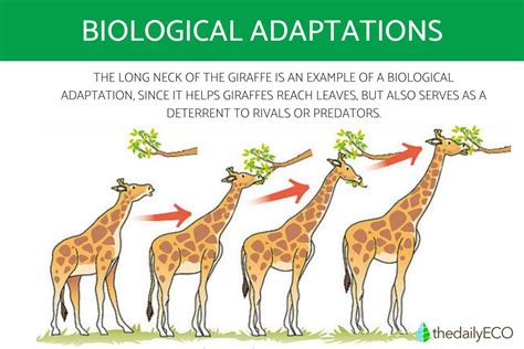 Evolutionary Adaptations: Understanding the Unique Features of this Remarkable Reptile