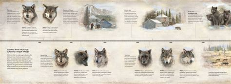 Evolutionary Benefits of Wolf Packs