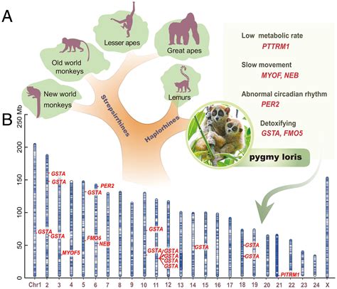 Evolutionary Insights: Exploring the Possible Origins of the Myth Surrounding Sleeping Primates