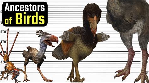 Evolutionary Journey: From Ancient Ancestor to Tamed Barnyard Bird