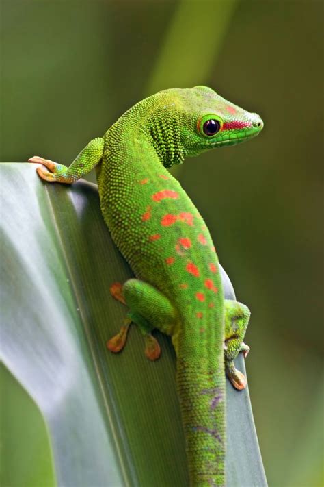 Evolving Symbolism: The Green Gecko in Modern Society