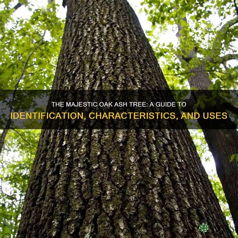 Examining the Distinctive Characteristics and Significance of the Majestic Oak Ecosystem