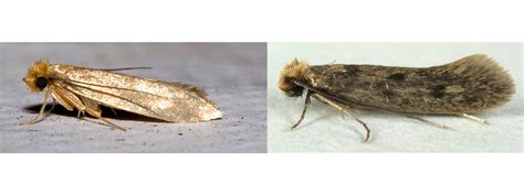 Examining the Origins: Common Triggers of Moth Invasion