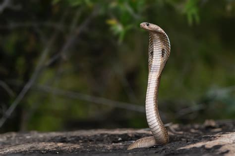 Examining the Potential Warning or Premonition Aspect of Dreaming of Others Getting Bitten by Serpents