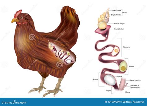 Examining the Role of Chickens in Dreaming about Fertility and Motherhood