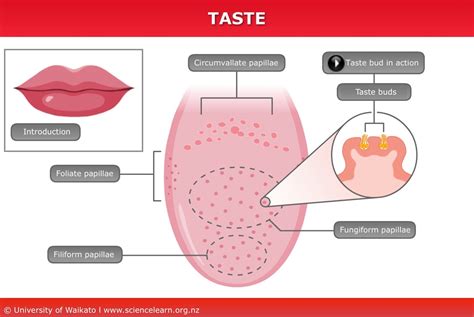 Examining the Role of Taste Receptors in our Craving for Sweetness