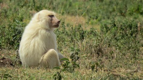 Examining the White Baboon as a Mirror of Inner Desires and Anxieties