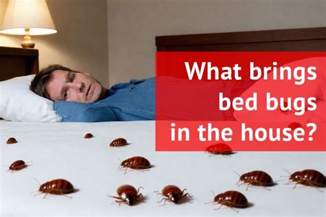 Excessive Humidity: A Factor that Attracts Bed Mites