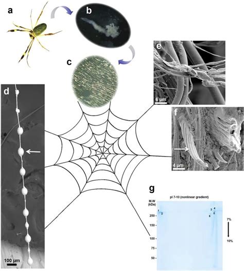 Exclusive Insight: The Intricate Mechanics of Spider Silk and Its Role in Flight