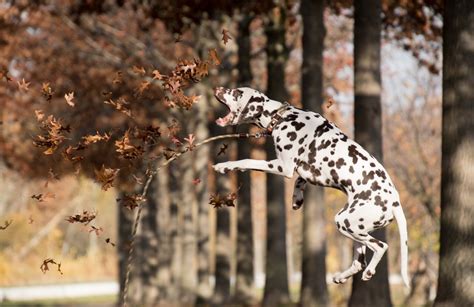 Exercise and Activity: Fulfilling the High Energy Requirements of Dalmatians