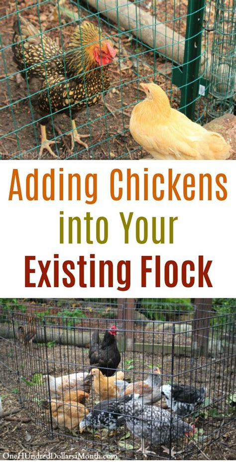 Expanding Your Flock: Suggestions for Introducing New Hens to Your Existing Group