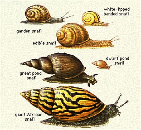 Expanding Your Gardening Horizons: Finding the Perfect Habitat for Your Snail Collection