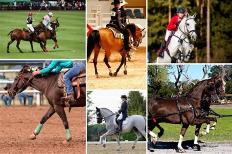 Expanding Your Horizons: Exploring Different Equestrian Disciplines