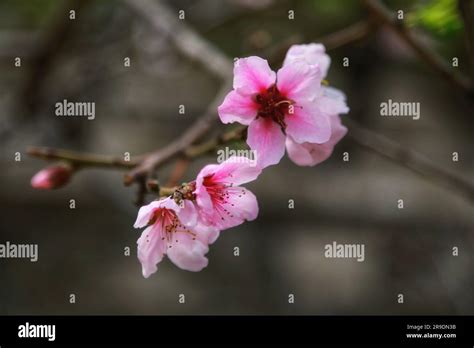 Experience the Enchanting Beauty of Blossoming Pink Trees