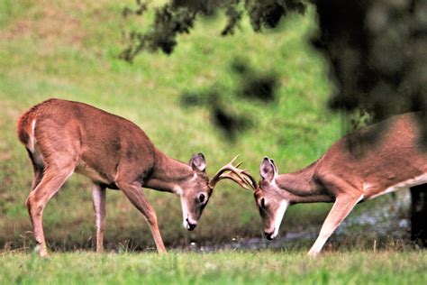 Experience the Unforgettable: The Joy of Embracing a Young Deer