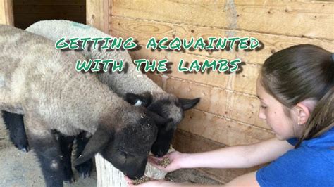 Experiencing Overwhelming Cuteness: Get Acquainted with the Darling Lambs