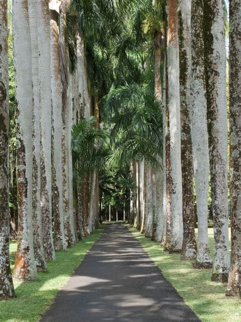 Experiencing Tranquility in a Landscape of Lush Palms