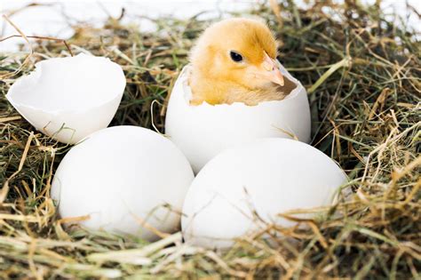 Experiencing the Enchanting Journey of a Hen's Egg Hatching