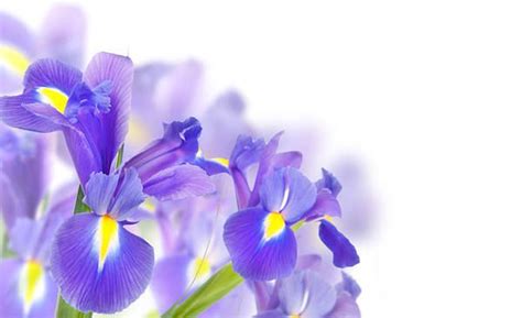 Explore Fascinating Details of Enchanting Iris: Background Revelations