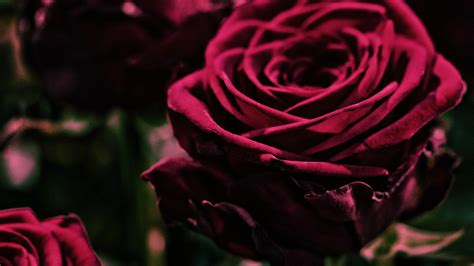 Explore Velvet Rose's Age and Background