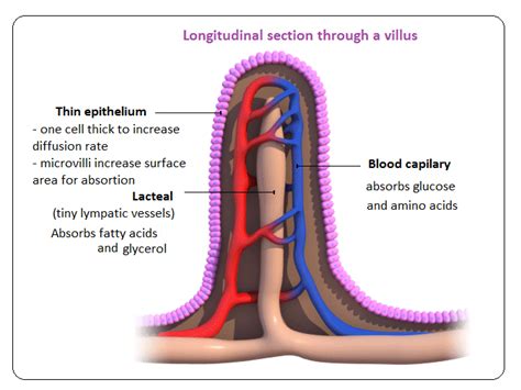 Explore the Different Variations of Lacteal Soaks