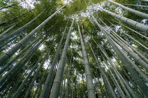 Exploring Bamboo's Remarkable Stature