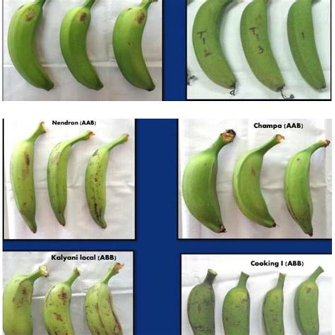 Exploring Banana Brandy's physical appearance