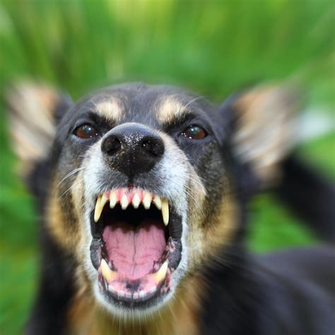 Exploring Behavioral Patterns in Aggressive Canines