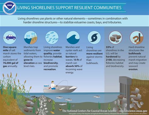 Exploring Coastal Ecosystems and Their Inhabitants: Life along the Shoreline