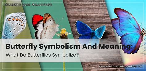 Exploring Cultural and Historical Symbolism of Butterflies