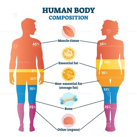 Exploring Debbie White's Physique and Body Composition