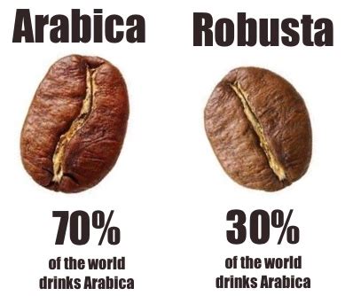 Exploring Different Bean Profiles: A Journey from Arabica to Robusta