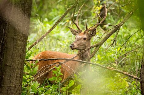 Exploring Different Deer Habitats: Forests, Fields, and Beyond