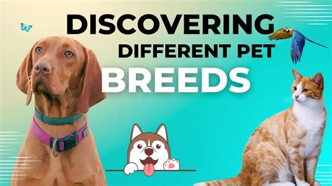 Exploring Different Dog Breeds: Discovering the Ideal Match