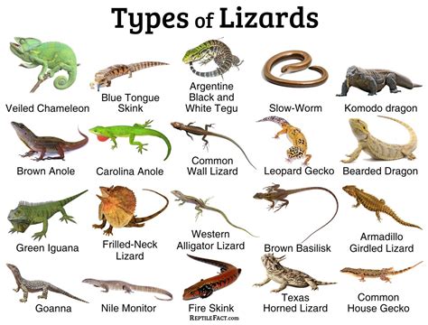 Exploring Different Lizard Species Ideal for Beginners