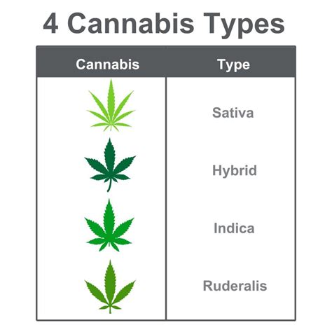 Exploring Different Strains and Varieties of Cannabis