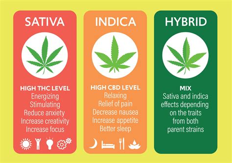 Exploring Different Types of Cannabis: Strains, Effects, and Potency