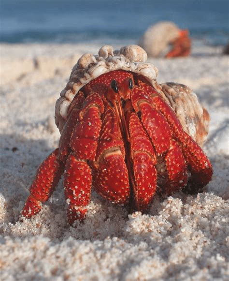 Exploring Different Types of Crabs and their Unique Flavors