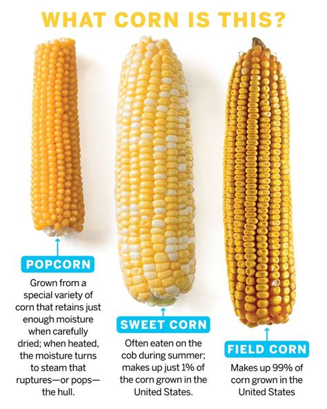 Exploring Different Variations of Corn Bread: Traditional vs. Modern Recipes