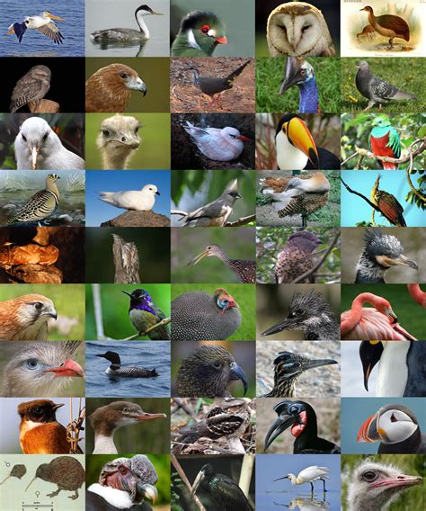 Exploring Different Varieties of Avian Species